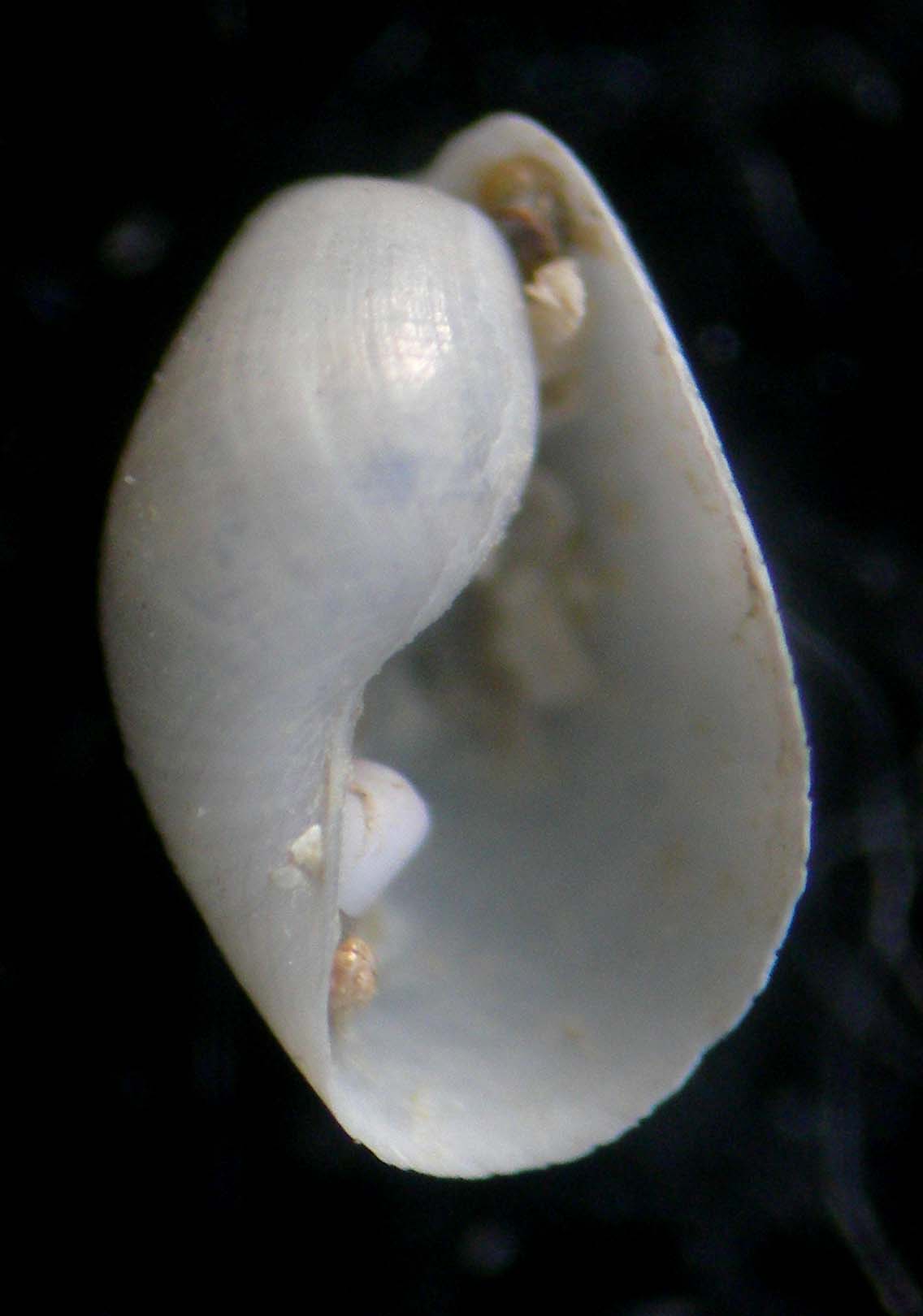 scaphander
